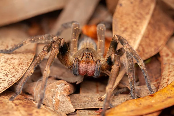 Brazil Vándorpók Veszélyes Mérgező Phoneutria Ctenidae — Stock Fotó