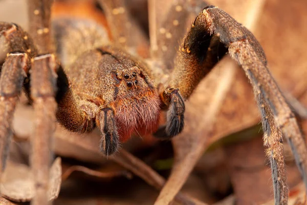 Brezilya gezgin örümceği - tehlikeli Phoneutria Ctenidae