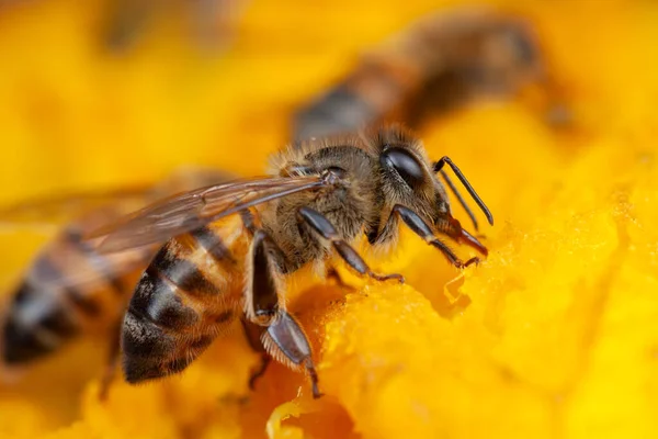 Honigbiene Apis Mellifera Frisst Der Natur Hohe Vergrößerung — Stockfoto