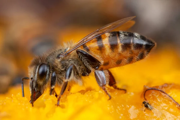 Méhecske Apis Mellifera Eszik Természetben Nagy Nagyítás — Stock Fotó