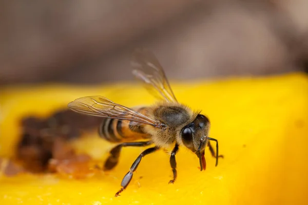 Honigbiene Apis Mellifera Frisst Der Natur Hohe Vergrößerung — Stockfoto