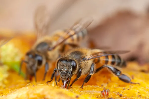 Méhecske Apis Mellifera Eszik Természetben Nagy Nagyítás — Stock Fotó