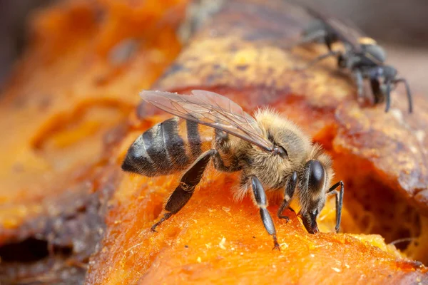 Méhecske Apis Mellifera Eszik Természetben Nagy Nagyítás — Stock Fotó