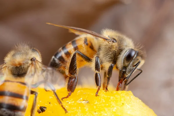 Honigbiene Apis Mellifera Frisst Der Natur Hohe Vergrößerung — Stockfoto