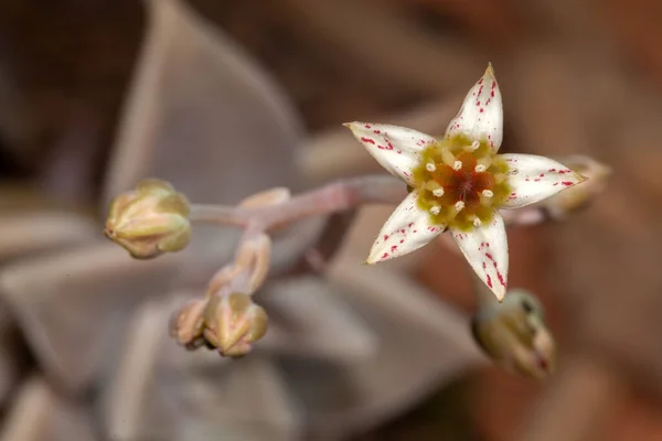 Succulent Kwiat Roślin Ozdobnych Wysokie Szczegóły — Zdjęcie stockowe