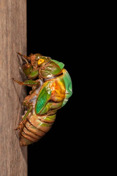 Cicada Moldagem Exuvia Concha Emergente — Fotografia de Stock