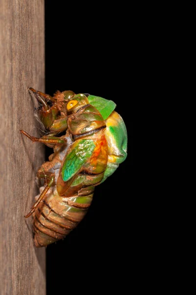 Cicada Moldagem Exuvia Concha Emergente — Fotografia de Stock