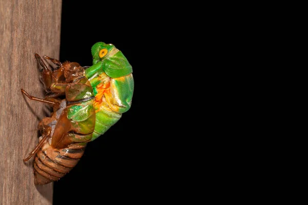 Cicada Lililting Exuvia Wyłaniające Się Powłoki — Zdjęcie stockowe