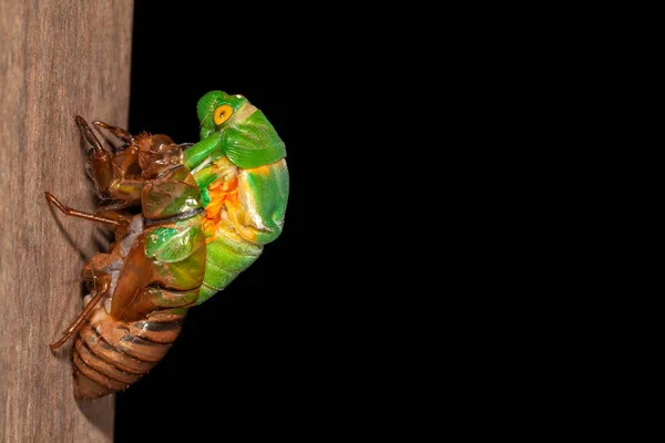 Cicada Olvadék Exuvia Feltörekvő Héj — Stock Fotó