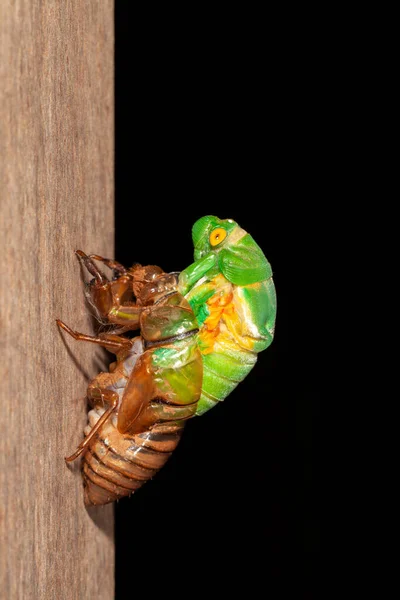 Cicada Muting Exuvia Emerging Shell —  Fotos de Stock