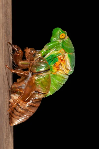 Cicada Muta Exuvia Guscio Emergente — Foto Stock