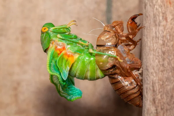 Cicada Moldagem Exuvia Concha Emergente — Fotografia de Stock