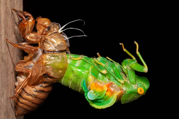 Cicada Olvadék Exuvia Feltörekvő Héj — Stock Fotó