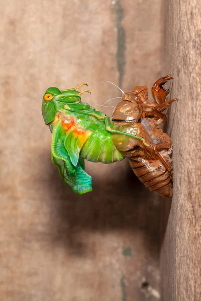 Cicada Moldagem Exuvia Concha Emergente — Fotografia de Stock