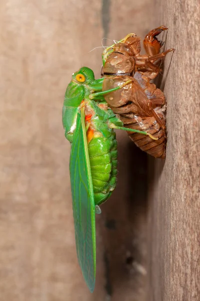 Cicada Lililting Exuvia Wyłaniające Się Powłoki — Zdjęcie stockowe