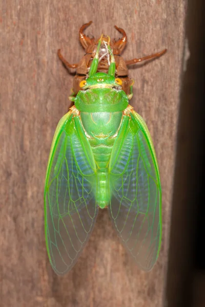 Cicada Muting Exuvia Emerging Shell —  Fotos de Stock