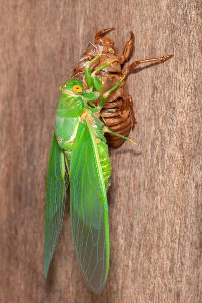 Cicada Ömsning Exuvia Framväxande Skal — Stockfoto