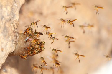 Tetragonisca angustula jatai bess yakın uçuşta - iğnesiz arı