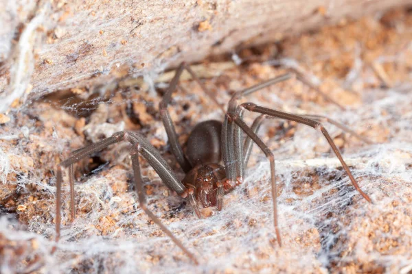 Aranha Reclusa Habitat Natural Aranha Venenosa Perigosa — Fotografia de Stock