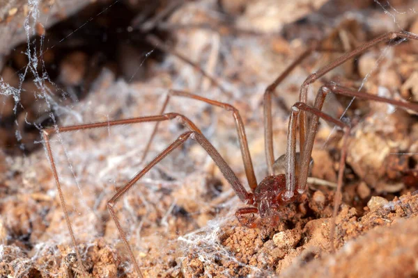 Recluse Araignée Sur Habitat Naturel Danger Araignée Toxique — Photo