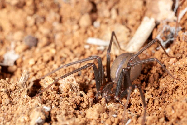 Aranha Reclusa Habitat Natural Aranha Venenosa Perigosa — Fotografia de Stock