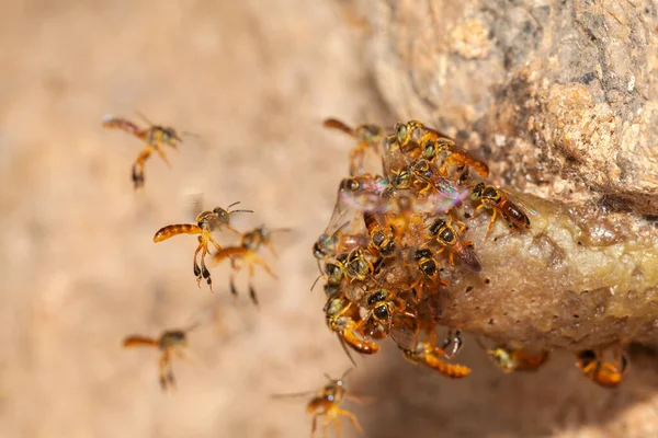 Tetragonisca Angustula Jatai Bess Flug Der Nähe Stachellose Biene — Stockfoto