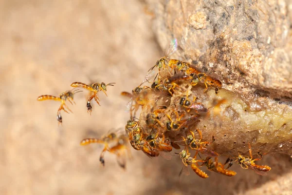 Tetragonisca Angustula Jatai Bess Voo Perto Abelha Sem Ferrão — Fotografia de Stock