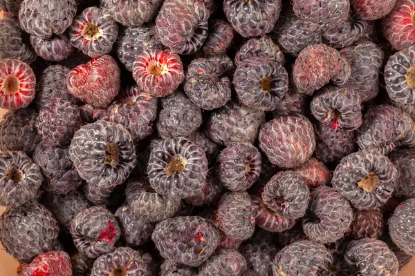 熟した果物を食べる準備ができている野生のラズベリーパターンの多く — ストック写真