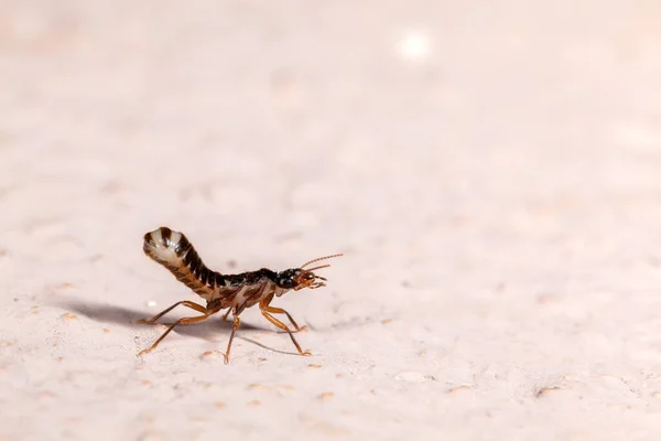 Alote Termite Izolált Makrofotózás — Stock Fotó