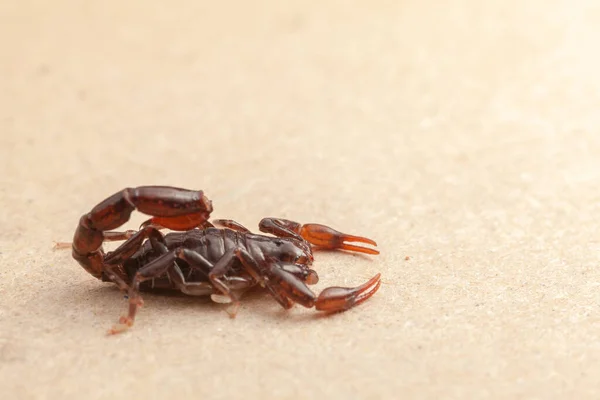 Escorpião Muito Perto Cheio Detalhes Bothriurus Animal Venenoso — Fotografia de Stock