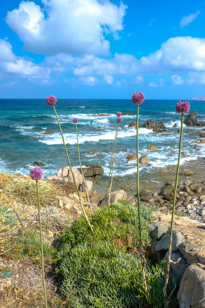 Plantes Sauvages Sur Côte Méditerranéenne Sardaigne Italie Europe — Photo