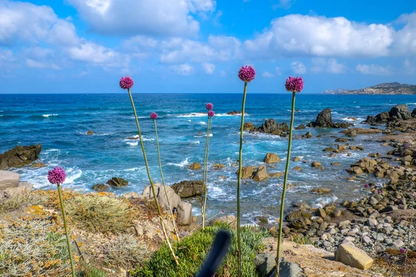 Plantes Sauvages Sur Côte Méditerranéenne Sardaigne Italie Europe — Photo