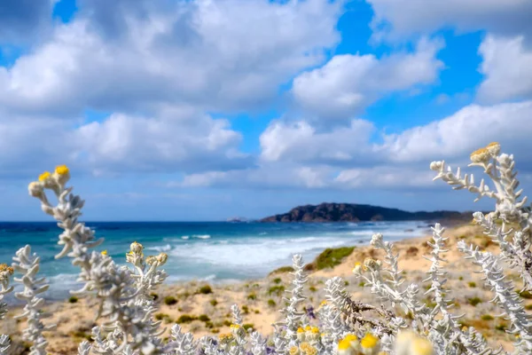 Дикие Растения Побережье Средиземного Моря Сардинии Италия Европа — стоковое фото