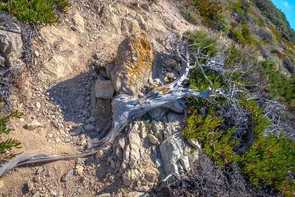 Bois Sur Côte Méditerranéenne Sardaigne Italie Europe — Photo