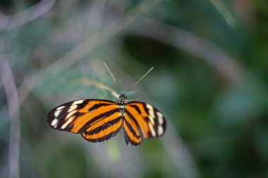 Çiçekteki güzel kelebek