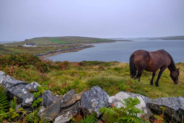 爱尔兰海岸绿草丛中棕马放牧的风景 — 图库照片
