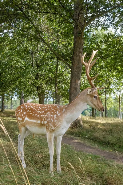 Yeşil Park Rlanda Güzel Geyik — Stok fotoğraf