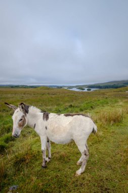 İrlanda kırsalında yeşil çayır çim üzerinde otlayan beyaz katır Manzara görünümü