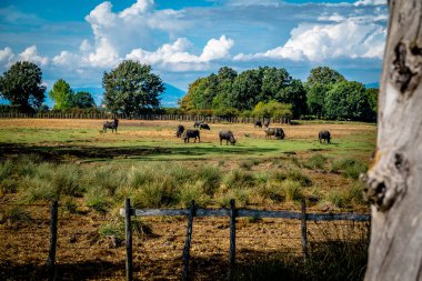 Matera antik kenti Basilicata, İtalya 