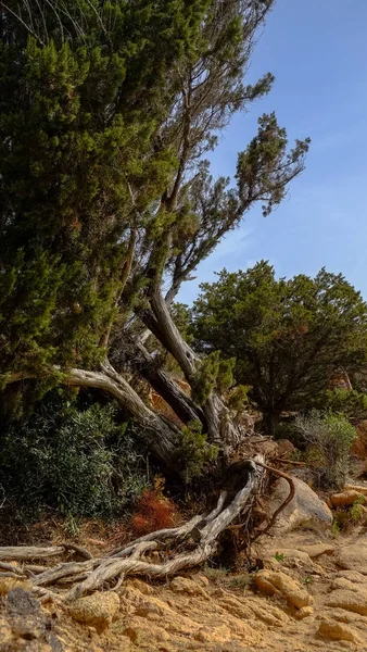 木や岩のある山の風景 — ストック写真