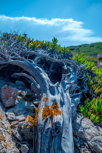 Madeira Morta Costeira Destino Férias Córsega França — Fotografia de Stock