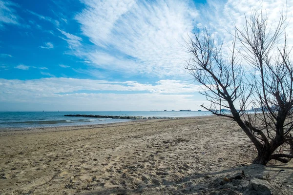 Korsika tatil beldesinde plaj kum, kuru ağaç ve cloudscape ayak izleri, Fransa