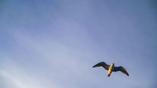 Tiefansicht Der Möwe Die Blauen Himmel Fliegt — Stockfoto