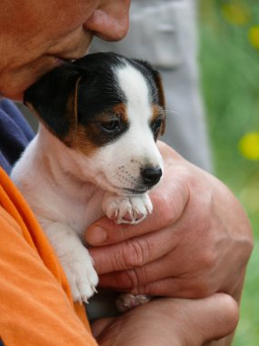 Jack Russell Terrier köpek yavrusu