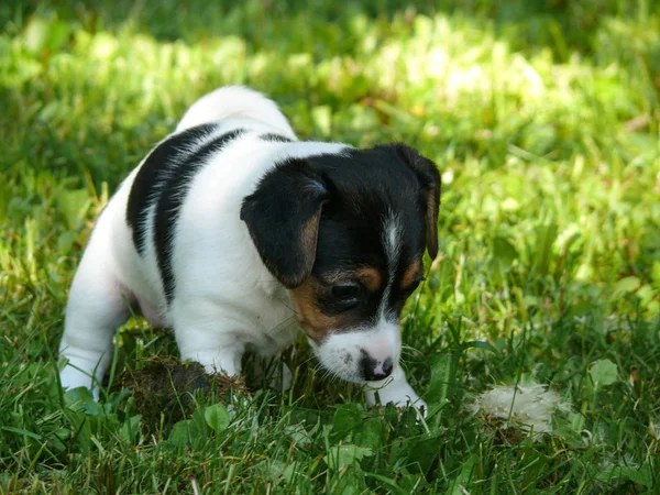 Jack Russell Terrier köpek yavrusu — Stok fotoğraf