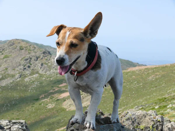 Jack Russell teriér pes pózuje na kámen — Stock fotografie