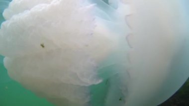 Karadeniz'de su kalınlığı yüzen Meduza