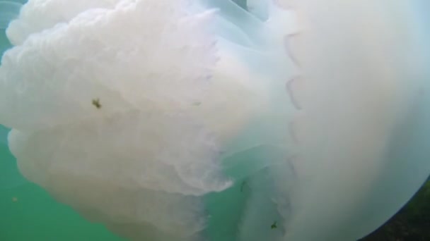 海蜇漂浮在黑海的水的厚度 — 图库视频影像