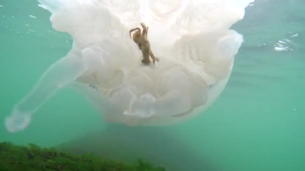 Meduza Flottant Dans Épaisseur Eau Dans Mer Noire — Video