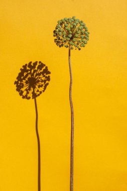 Yeşil yıldız topu pırasası, sarı arka planda Allium devi